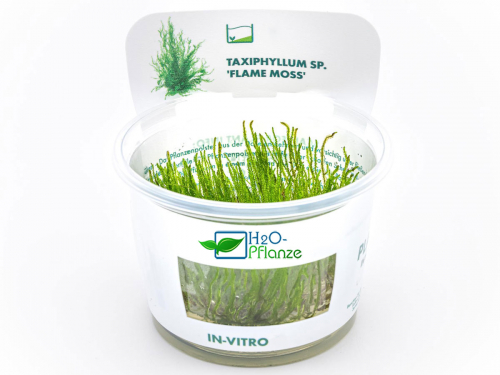 Flammen-Moos - Taxiphyllum sp. 'Flame Moss' in vitro